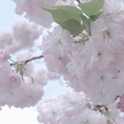 芗城福瑞交流群